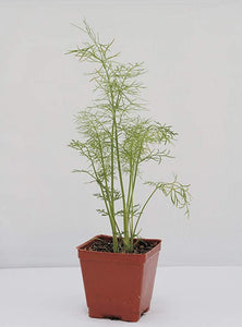 Bonnie Plants Bronze Leaf Fennel pot