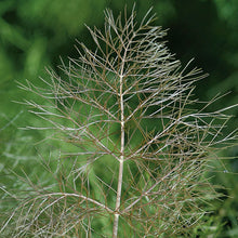 Load image into Gallery viewer, Bonnie Plants Bronze Leaf Fennel garden