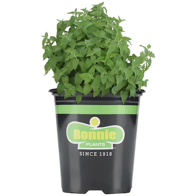 Bonnie Plants Catnip 19.3 oz