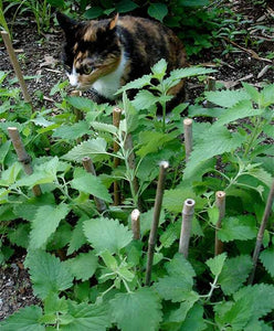 Bonnie Plants Catnip garden