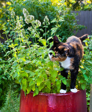 Load image into Gallery viewer, Bonnie Plants Catnip garden cat