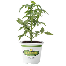 Load image into Gallery viewer, Bonnie Plants Chocolate Sprinkles Tomato 19.3 oz.