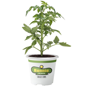 Bonnie Plants Chocolate Sprinkles Tomato 19.3 oz.