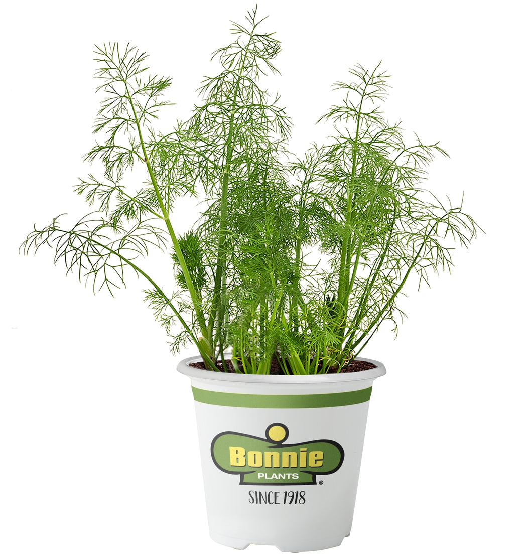 Bonnie Plants Dill 19.3 oz