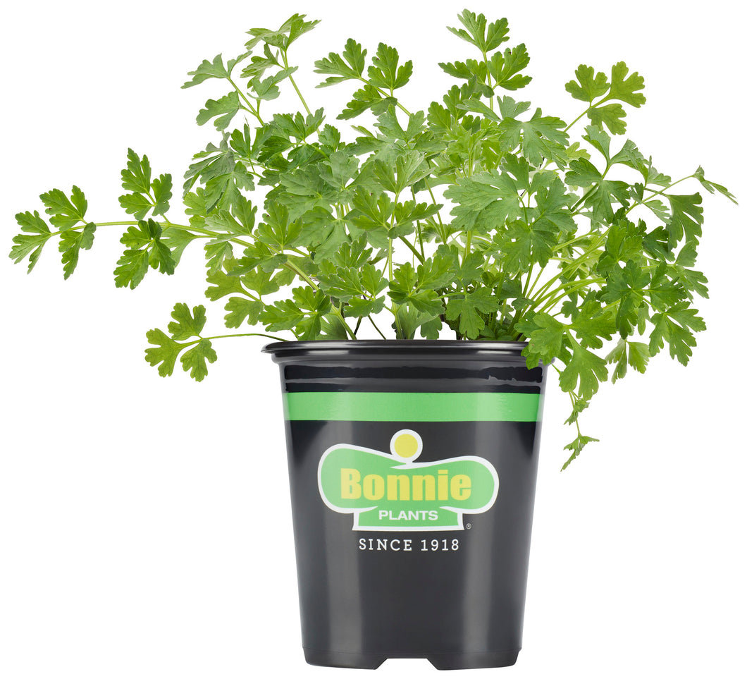 Bonnie Plants Italian Flat Parsley 19.3 oz