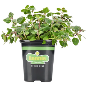 Bonnie Plants Oregano 19.3 oz