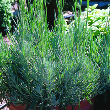 Load image into Gallery viewer, Bonnie Plants Lavender 25 oz pot