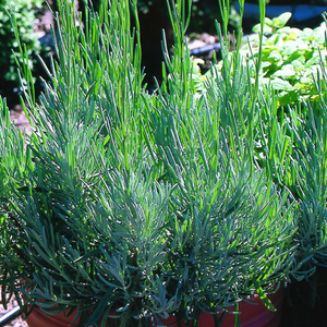 Bonnie Plants Lavender 25 oz pot