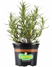 Load image into Gallery viewer, Bonnie Plants Lavender 25 oz