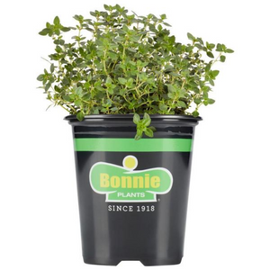 Bonnie Plants Lemon Thyme 19.3 oz