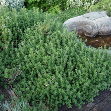 Load image into Gallery viewer, Bonnie Plants Lemon Thyme garden
