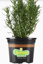 Load image into Gallery viewer, Bonnie Plants Rosemary 19.3 oz
