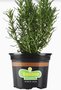 Bonnie Plants Rosemary 19.3 oz
