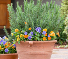 Load image into Gallery viewer, Bonnie Plants Rosemary container