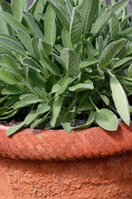 Load image into Gallery viewer, Bonnie Plants Garden Sage container