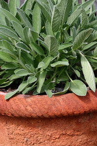 Bonnie Plants Garden Sage container