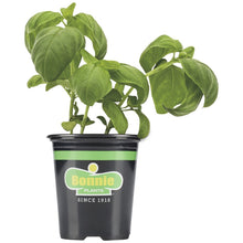 Load image into Gallery viewer, Bonnie Plants Sweet Basil 25 oz.