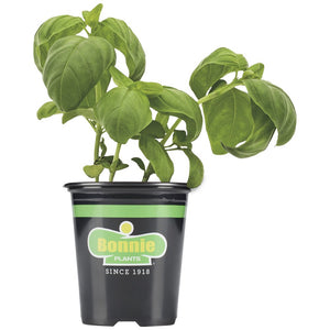 Bonnie Plants Sweet Basil 25 oz