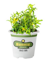 Load image into Gallery viewer, Bonnie Plants Tarragon 19.3 oz