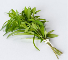 Load image into Gallery viewer, Bonnie Plants Tarragon bunch