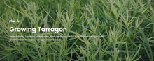 Load image into Gallery viewer, Bonnie Plants Tarragon growing