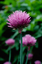 Load image into Gallery viewer, Bonnie Plants Chives