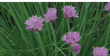 Load image into Gallery viewer, Bonnie Plants Chives garden