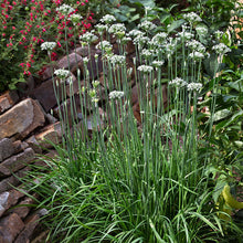 Load image into Gallery viewer, Bonnie Plants Garlic Chives 25 oz