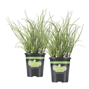 Bonnie Plants Onion Chives 25 oz.