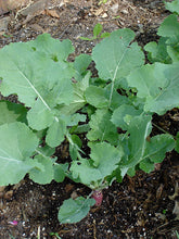 Load image into Gallery viewer, Bonnie Plants Rutabaga in garden