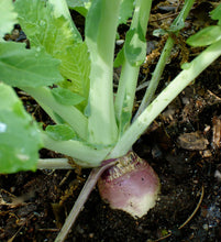 Load image into Gallery viewer, Bonnie Plants Rutabaga 19.3 oz