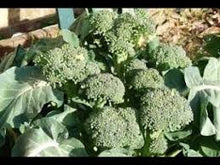 Load image into Gallery viewer, Broccoli - Green Sprouting Calabrese