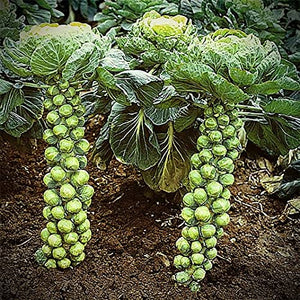 Brussels Sprouts - Long Island Improved