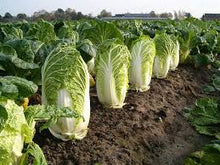 Load image into Gallery viewer, Cabbage - Michihli Chinese