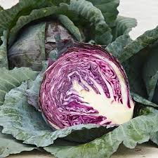 Cabbage - Red Acre