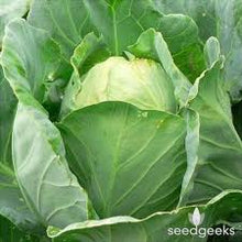 Load image into Gallery viewer, Cabbage - Early Jersey Wakefield