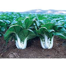 Load image into Gallery viewer, Cabbage - Pak Choi