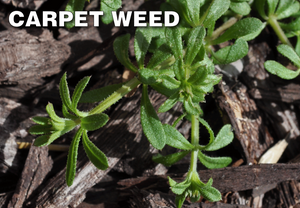 Q4 Plus Herbicide kills Carpet Weed