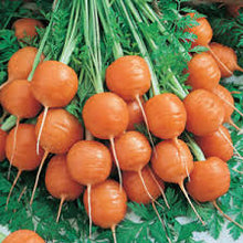 Load image into Gallery viewer, Carrot - Parisian