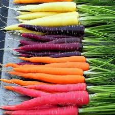 Carrot - MIXED COLORS