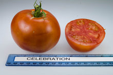 Load image into Gallery viewer, Tomato - Celebration Hybrid Seeds