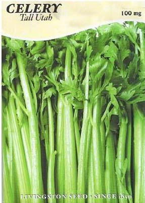 Celery - TALL UTAH