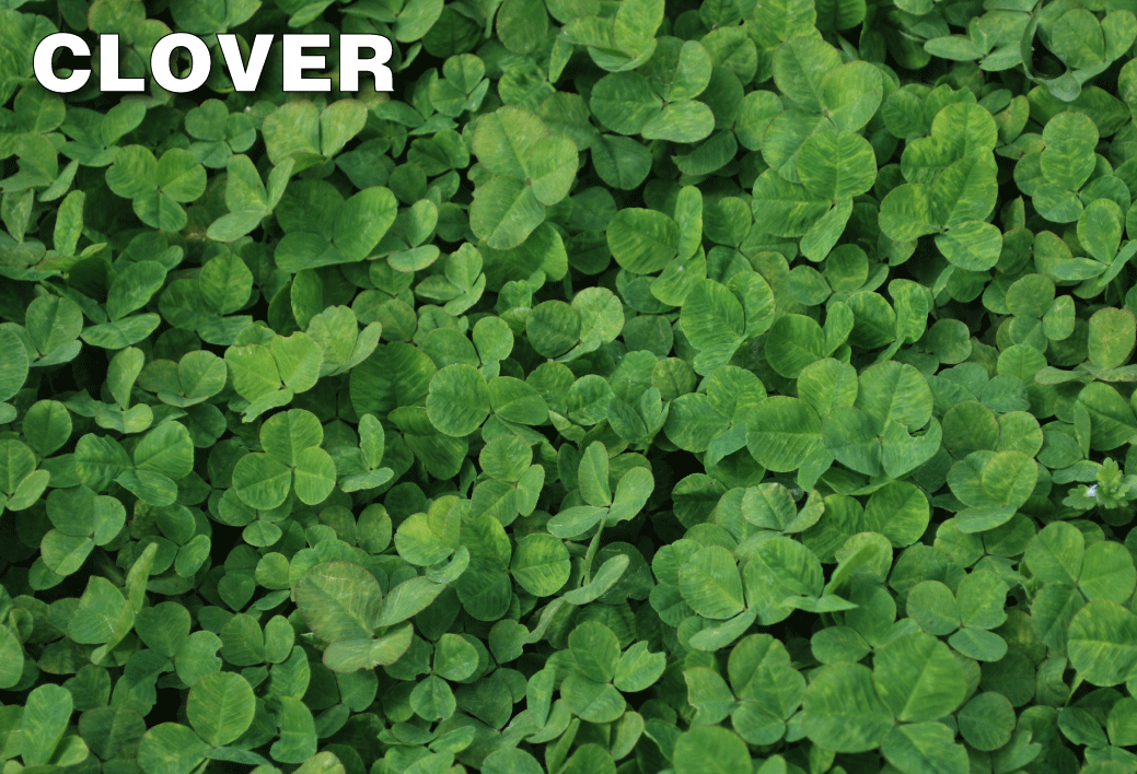 solitare herbicide mixing ratio Solitare Herbicide