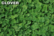 Load image into Gallery viewer, Q4 Plus Herbicide kills Clover