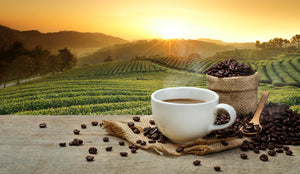 Caffe Vita Organic Decaf Coffee sunrise