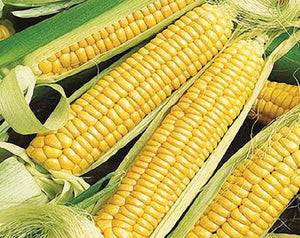 Corn - GOLDEN CROSS BANTAM