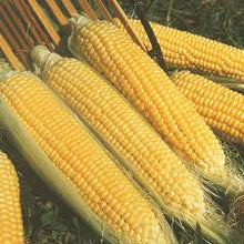 Load image into Gallery viewer, Corn - KANDY KORN