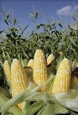 Corn - PEACHES & CREAM MID
