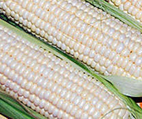 Corn - SILVER QUEEN