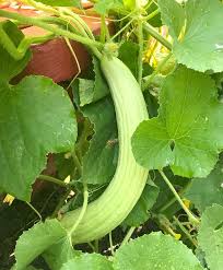 Cucumber - Armenian